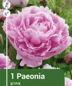 Paeonia officinalis - Peon rosa