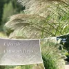 Miscanthus sinensis - Silkekinagress 'Federweiser'