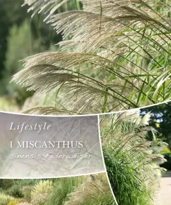 Miscanthus sinensis - Silkekinagress 'Federweiser'