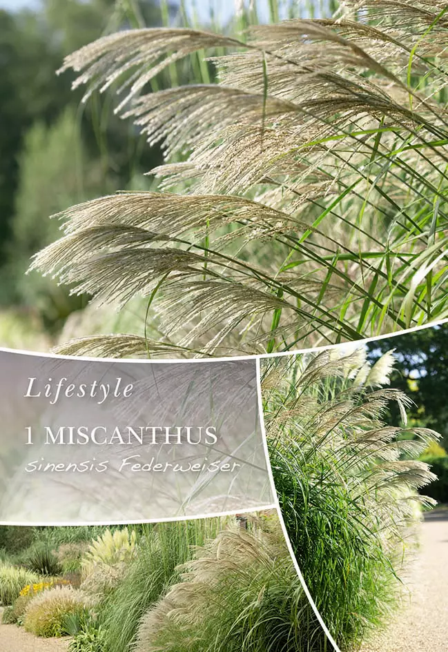 Miscanthus sinensis - Silkekinagress 'Federweiser'