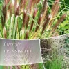Pennisetum - Fjærbørstegress 'Red Head'