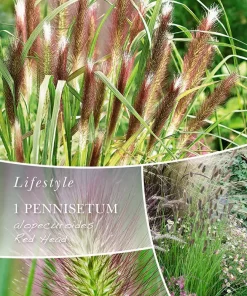 Pennisetum - Fjærbørstegress 'Red Head'