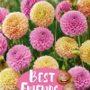 Best Friends Dahlia Whisky Coral - Vårløk miks
