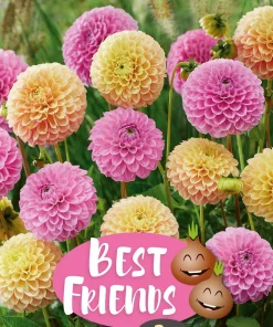 Best Friends Dahlia Whisky Coral - Vårløk miks