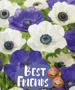 Best Friends Anemone Ocean Pearl - Vårløk miks