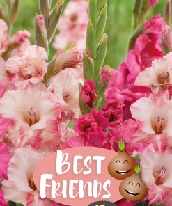 Best Friends Gladiolus Cherry King - Vårløk miks