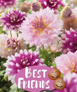 Best Friends Dahlia Blueberries & Cream  - Vårløk miks