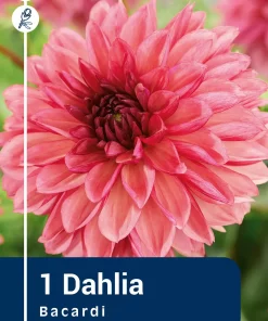 Dahlia - Georgine 'Bacardi'
