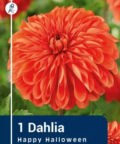 Dahlia - Georgine 'Happy Halloween'