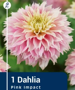 Dahlia  - Georgine 'Pink Impact'