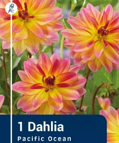 Dahlia - Georgine 'Pacific Ocean'