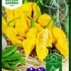 Havannapeppar, Draco Yellow