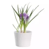 Krokus 9 cm