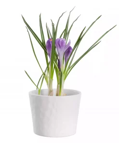 Krokus 9 cm