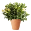 Alstroemeria - Inkalilje hvit 19 cm