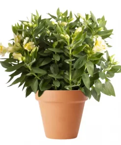 Alstroemeria - Inkalilje hvit 19 cm