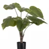 Alocasia
