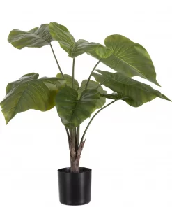 Alocasia