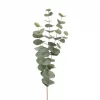 Eucalyptus flergrenet