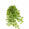 Gullranke variegata