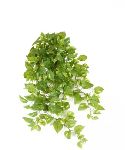Gullranke variegata