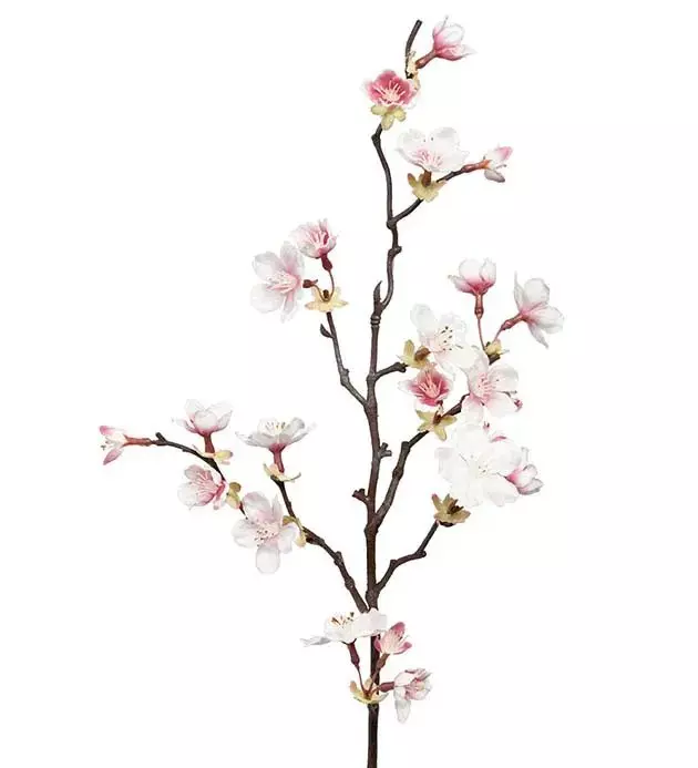 Kirsebærgren rosa flergrenet