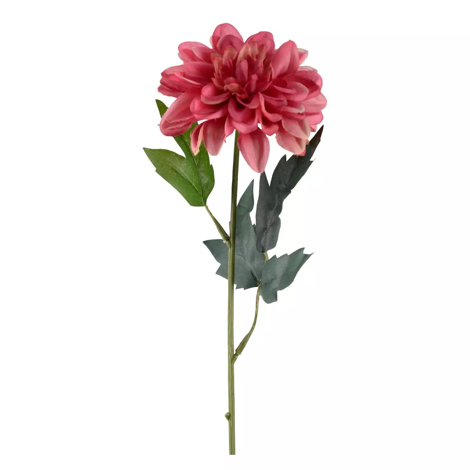 Sinnia rosa
