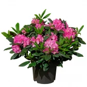 Rhododendron miks 21 cm