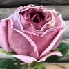 Rose tørket lilla