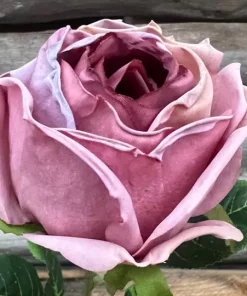 Rose tørket lilla