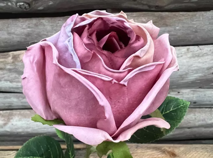 Rose tørket lilla
