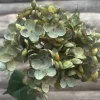 Hydrangea tørket grønn