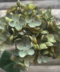 Hydrangea tørket grønn