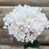 Hydrangea tørket hvit