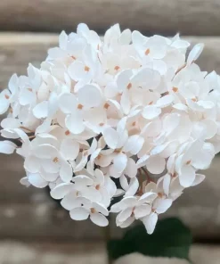 Hydrangea tørket hvit