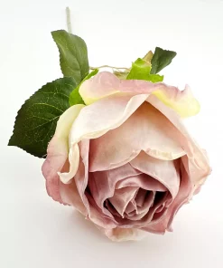 Rose tørket lyslilla