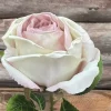 Rose tørket lilla-hvit