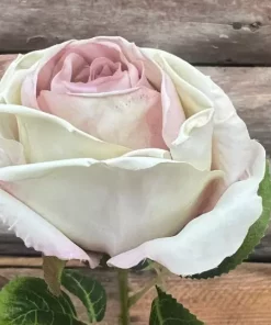 Rose tørket lilla-hvit