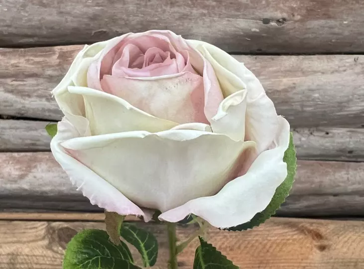 Rose tørket lilla-hvit