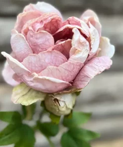 Maggie Peon rosa