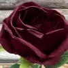Rose tørket rød
