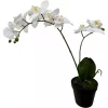 Phalanopsis 2 grenet hvit
