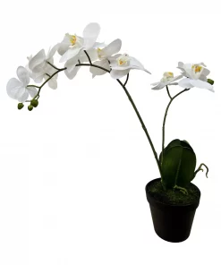 Phalanopsis 2 grenet hvit