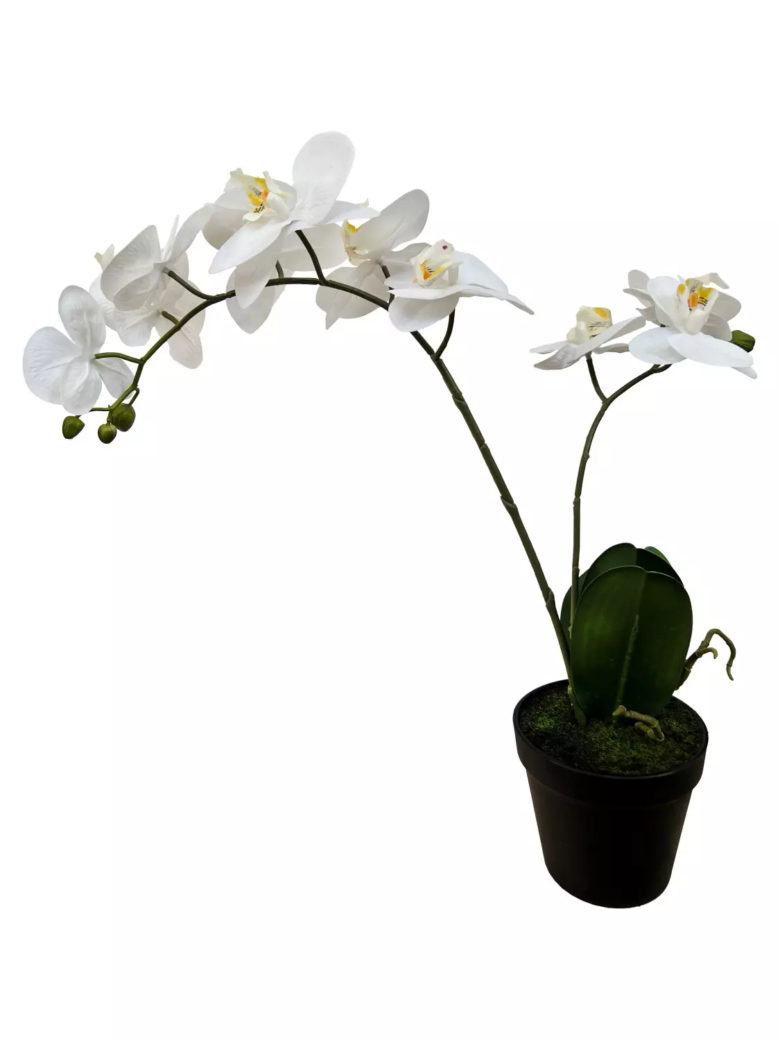 Phalanopsis 2 grenet hvit