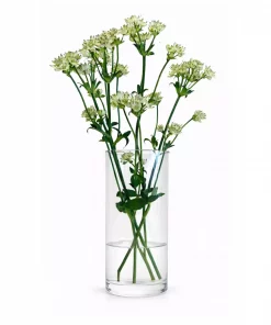 Bukett Astrantia - Stjerneskjerm