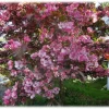 Malus purpurea 'Elise' 10L