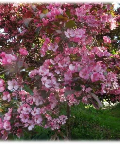 Malus purpurea 'Elise' 10L