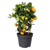 Citrus Kalamondin 14 cm
