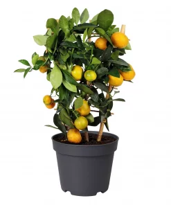 Citrus Kalamondin 14 cm