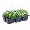 Stemor - Viola Småbl. 6pk